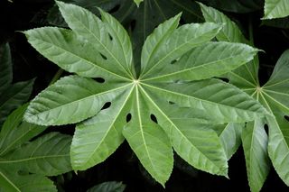 Fatsja japońska - Fatsia japonica