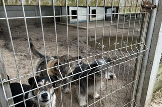 Starsze psiaki ze schroniska w Koninie pilnie potrzebują nowych domów