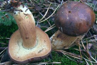 Jakie grzyby zbierać latem? Kurki i koźlarze to nie wszystko. Tych gatunków jest teraz wysyp!