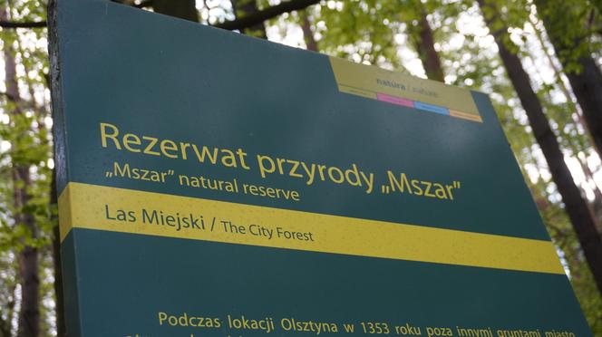 Leży w pobliżu centrum Olsztyna i wygląda bajecznie wiosną. Zobacz piękny rezerwat Mszar [ZDJĘCIA]