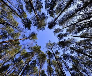 Nowe zajęcia w szkołach i na uczelniach. Kąpiele leśne mają redukować stres