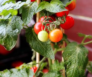 Uprawa pomidorów koktajlowych na balkonie. Smaczniejsze niż sklepowe