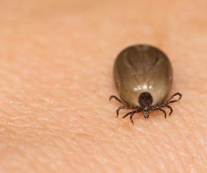 Kleszcze afrykańskie w Polsce