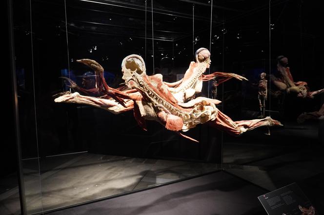 Wystawa z ludzkiego ciała. Body Worlds powróciła do Gdańska po 5 latach 