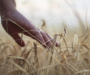 Dodatkowe 1400 zł na hektar dla rolników!