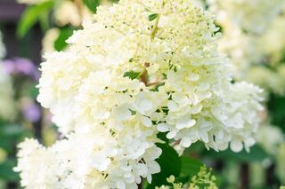 Hortensja bukietowa 'Polar Bear'