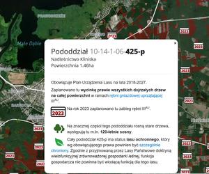 Wycinka lasów w Szczecinie i regionie 