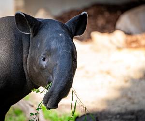 Tapir Willy nowym mieszkańcem Orientarium w Łodzi