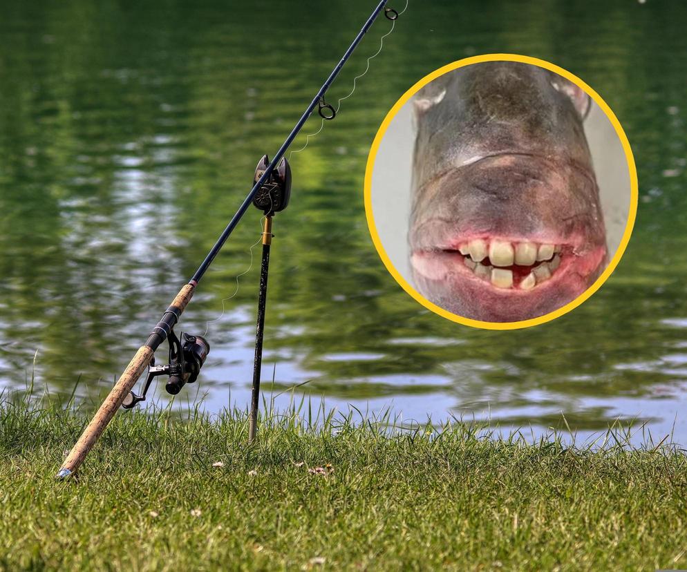 Wędkarz złowił rybę z ludzkimi zębami. Ten widok robi wrażenie!