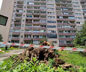 Wielkie drzewo runęło im na blok. „Widziałam, jak na mnie leci!”