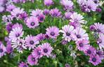 Osteospermum