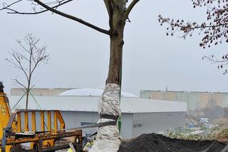 Nasadzenia przy ulicy Bożeny w Szczecinie