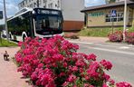 Starachowice. To najbardziej ukwiecone miasto świętokrzyskiego