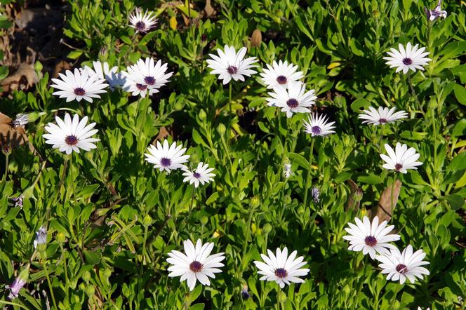 Osteospermum