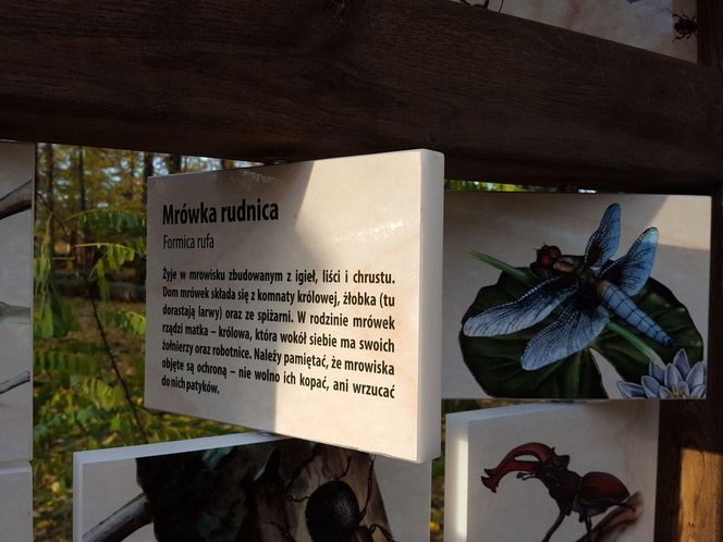 ​Statek dla dzieci w Parku Tysiąclecia w Lesznie odzyska dawny blask. Wymienią stare elementy placu zabaw, dołożą nowe