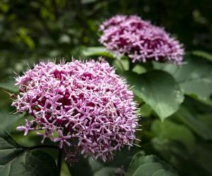 Szczęślin Bungego - Clerodendrum Bungei