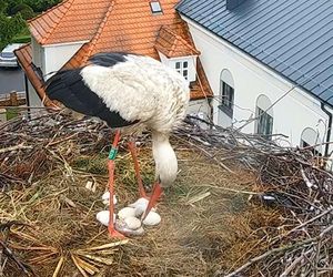 Radość w bocianim gnieździe w Przygodzicach - jest bocian numer 2! 