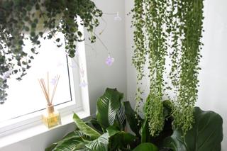 Kwiaty doniczkowe w łazience – aby je tam uprawiać, potrzebne jest okno!