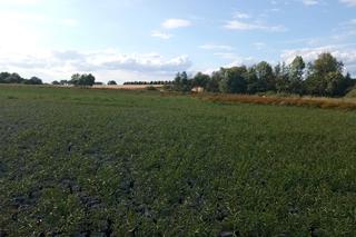 Wyschnięte jezioro w Skrzatuszu pod Piłą po miesiącu