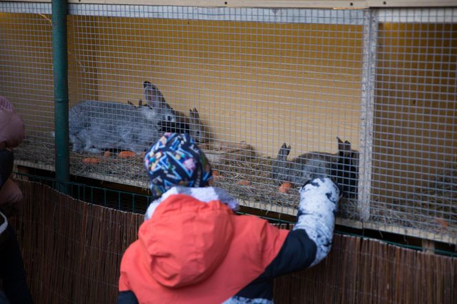 Trwa budowa szopki bożonarodzeniowej w Katowicach-Panewnikach. Jest jedną z największych w Europie