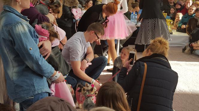 Miss i mister yorków w SCC