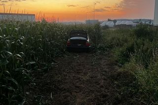 ​Zakończył jazdę... w polu kukurydzy. Policjanci ustalili, że to 21-latek z Gostynia