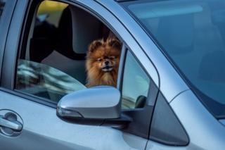 Zwierzęta w nagrzanych samochodach! Czy kary dla właścicieli powinny być większe?