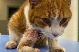 Tragedia kota Jerrego