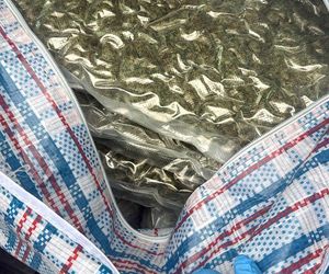 CBŚP zlikwidowało narkobiznes pseudokibica. Zobacz, co znaleźli!