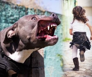 Pies pogryzł 9-latkę. Jego właścicielka uciekła. Do komendy wróciła z pełnomocnikiem