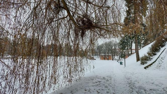Zamojski Park pod śniegiem