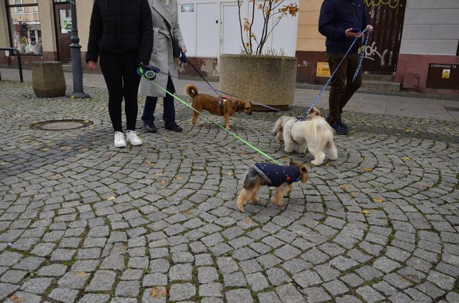 Wielki marsz adopciaków w Radomiu