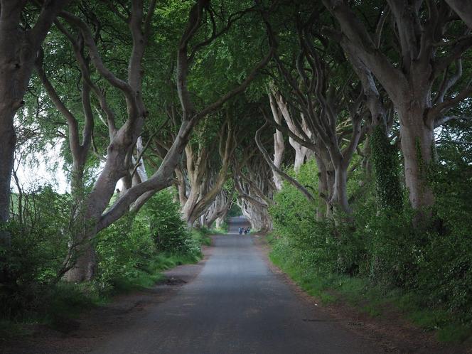 The Dark Hedges w Irlandii Północnej 