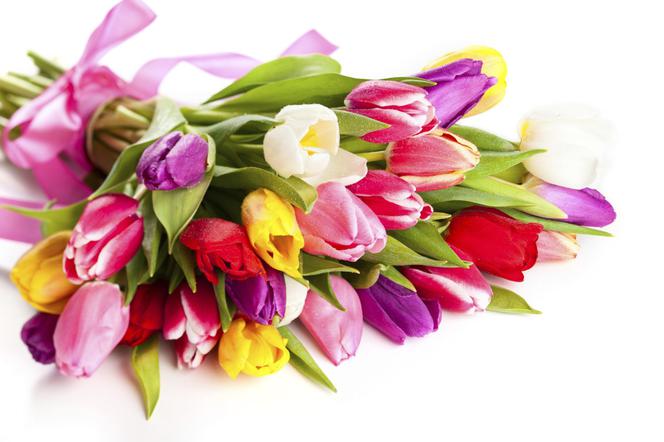 tulipany5.jpg