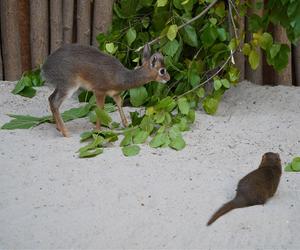 We wrocławskim zoo urodził się kolejny dikdik. Zobaczcie, jaki jest słodki! [ZDJĘCIA]