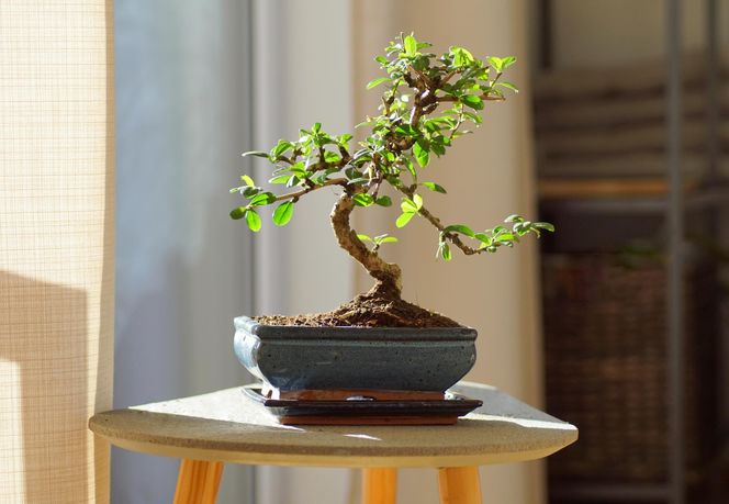 Drzewko bonsai 