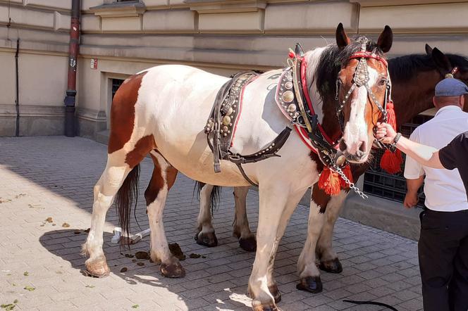 Dorożka jeździła bez woźnicy. O krok od tragedii w samym centrum Krakowa! [ZDJĘCIA]