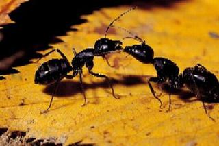 Mrówki w domu i w ogrodzie - jak z nimi walczyć
