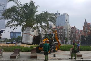 Palmy wróciły na rynek w Katowicach