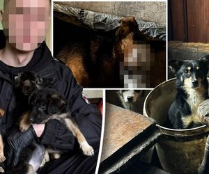 Czastary. Koszmar psów. Żyły wśród zwłok i odchodów innych zwierząt [ZDJĘCIA].
