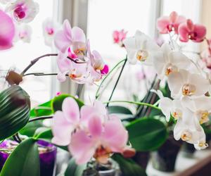 Phalaenopsis