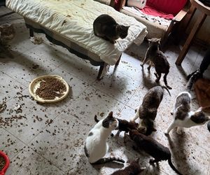 Tragedia kilkudziesięciu kotów w Wielkopolsce