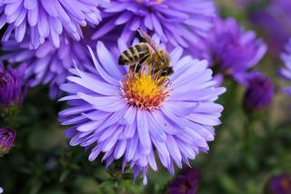 Pszczoły w Bydgoszczy są mile widziane, ale nie każdy docenia ich obecność 