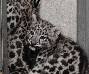 W śląskim zoo na świat przyszły dwie urocze pantery śnieżne. Tak rodzi się piękno