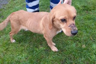 Zwyrodnialec zakleił Toli pysk taśmą i skazał na śmierć głodową