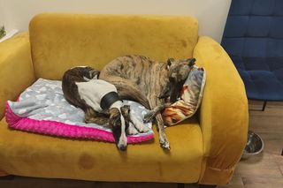 Pierwsza w Polsce kawiarnia z psami Corgi