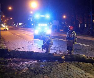 Małopolska: wieje silny wiatr, który łamie gałęzie i drzewa. IMGW ostrzega: zagrożenie dla zdrowia i życia