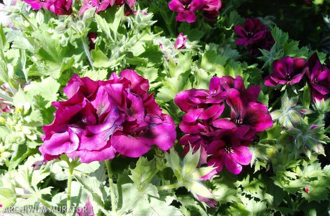 Pelargonie angielskie