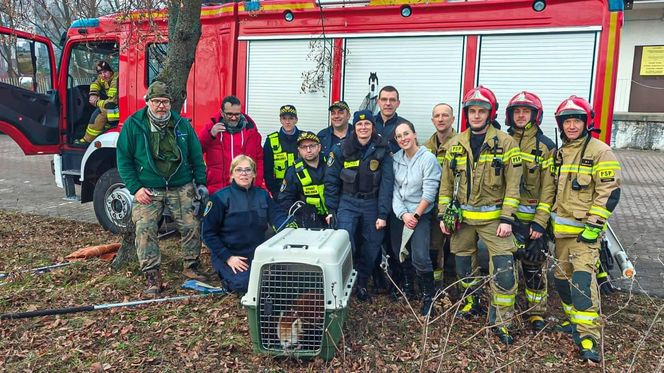 Panda, która uciekła z poznańskiego ZOO