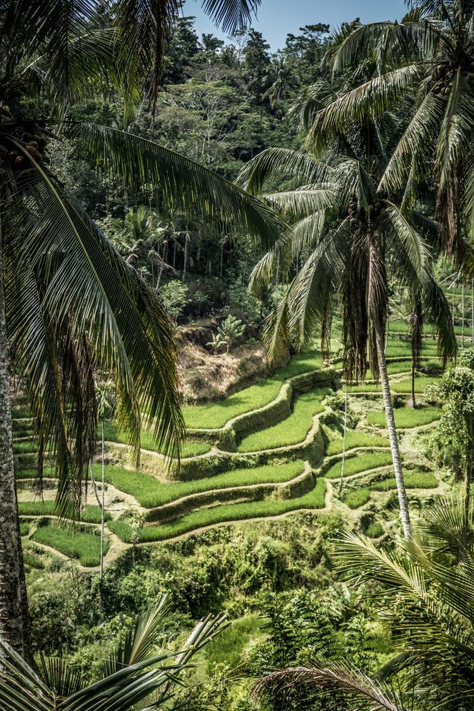 Tik Tok/Indonezja